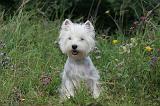 WESTIE 372